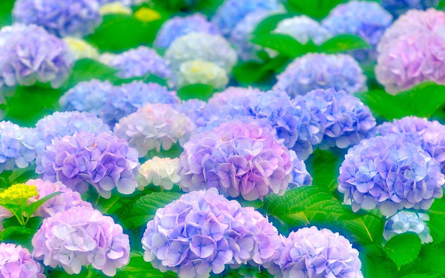 Tsuyu-紫陽花