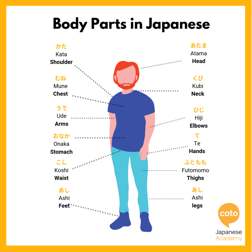 Body Parts in Japanese - How to Say "head, hand ,leg..." in Japanese
