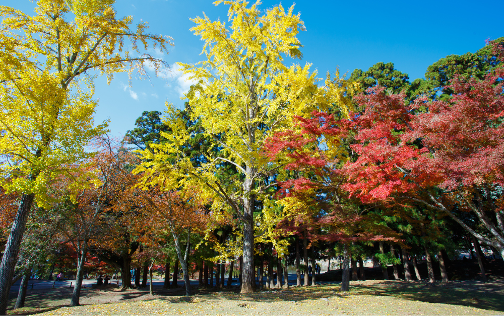 nara park nara during the fall in japan