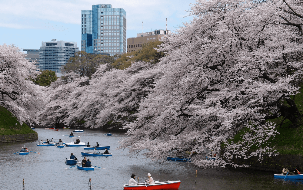 Cherry Blossoms in Tokyo in 2023