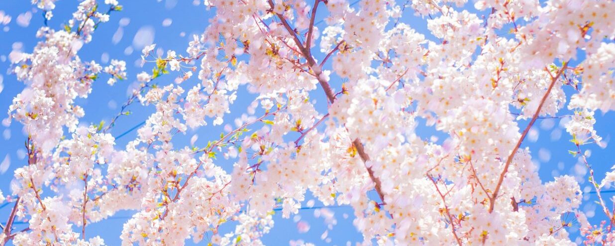 Les 10 Meilleurs Endroits pour Voir les Cerisiers en Fleurs à Tokyo