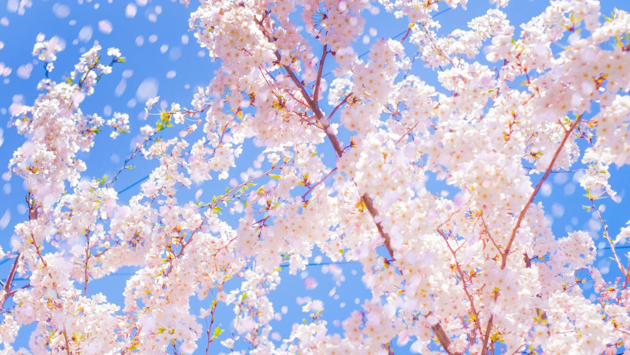 Les 10 Meilleurs Endroits pour Voir les Cerisiers en Fleurs à Tokyo