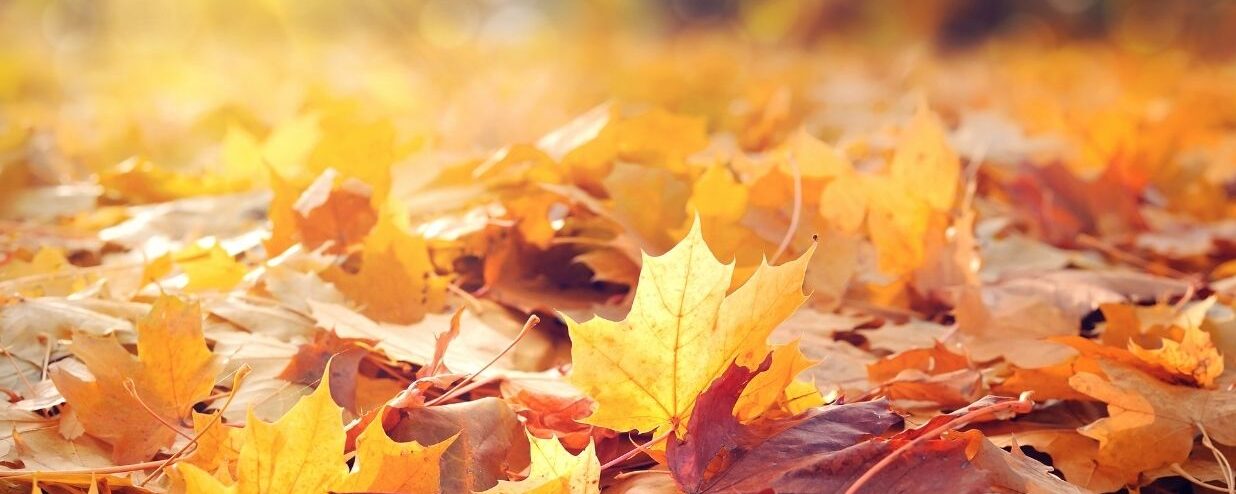 Coto’s events in September 2015