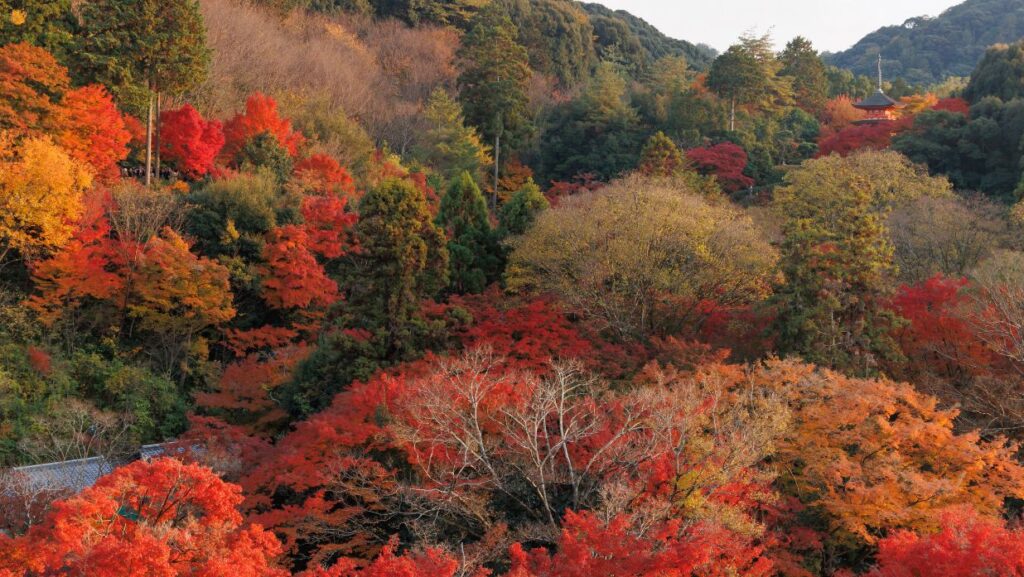 momiji guide