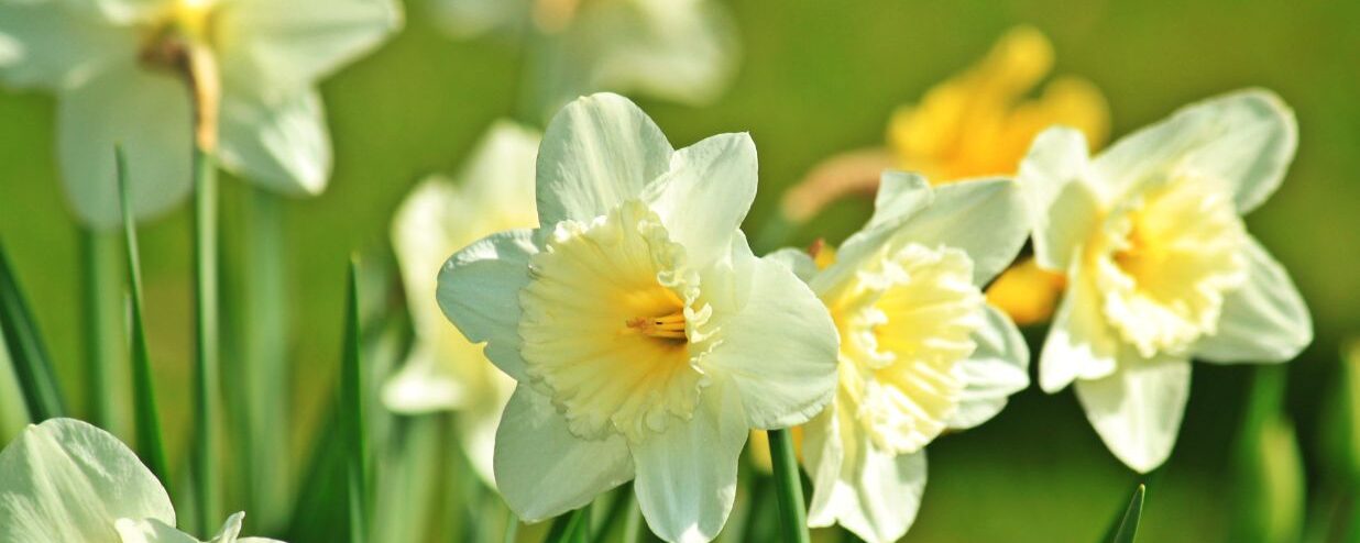 Guide to Vernal Equinox Day: Shunbun no Hi(春分の日)