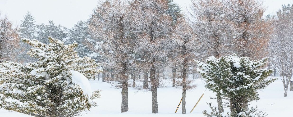 Coto Events in December 2016