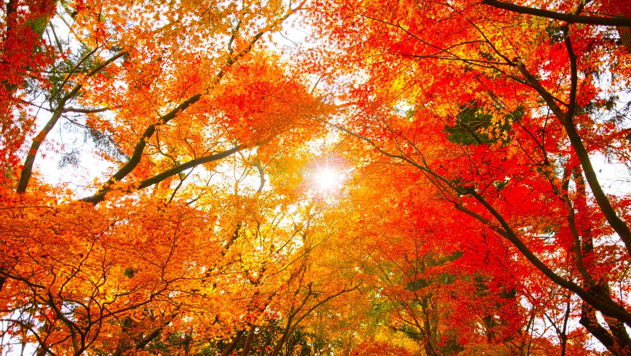 autumnal equinox day