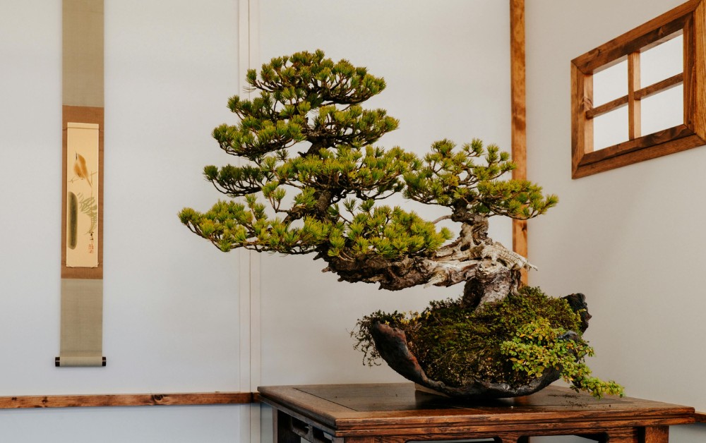 Image of bonsai, which capture the Japanese philosophy of working with nature and human patience