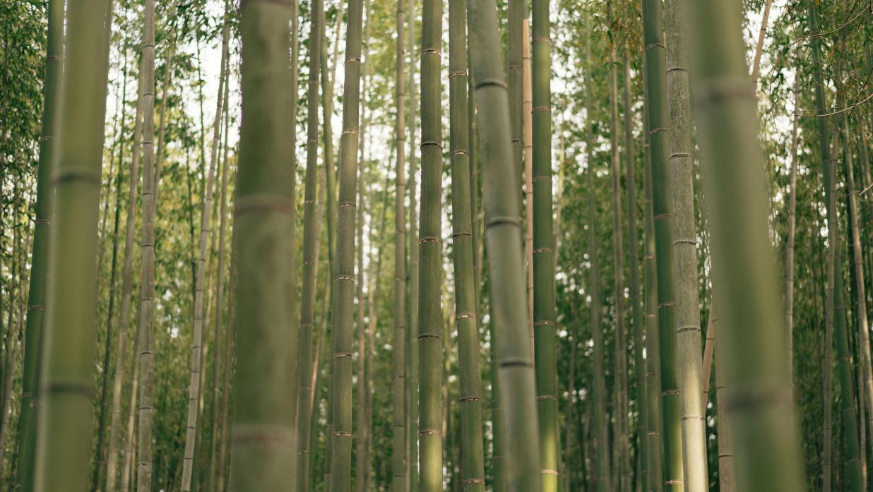 constitution memorial day japan