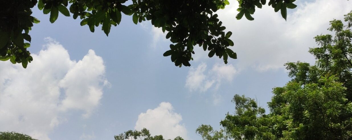 Greenery Day (みどりの日): It’s Green and Blue