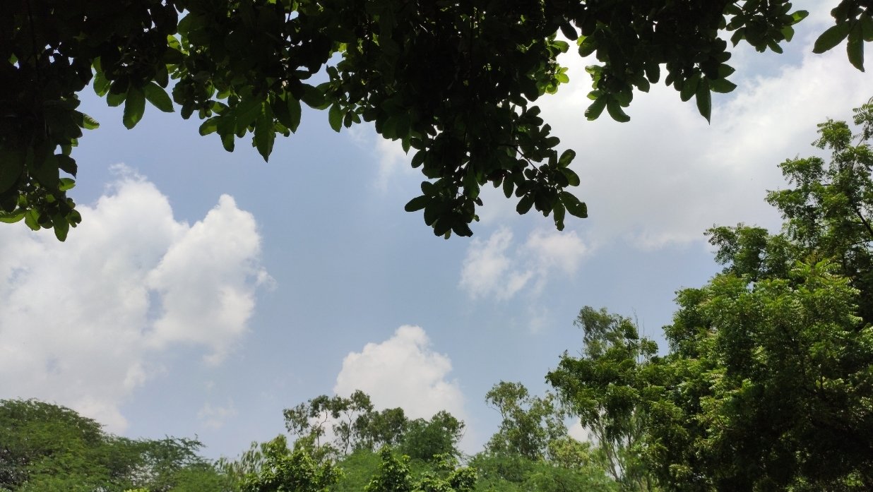 The sky with some clouds and green tree leaves.