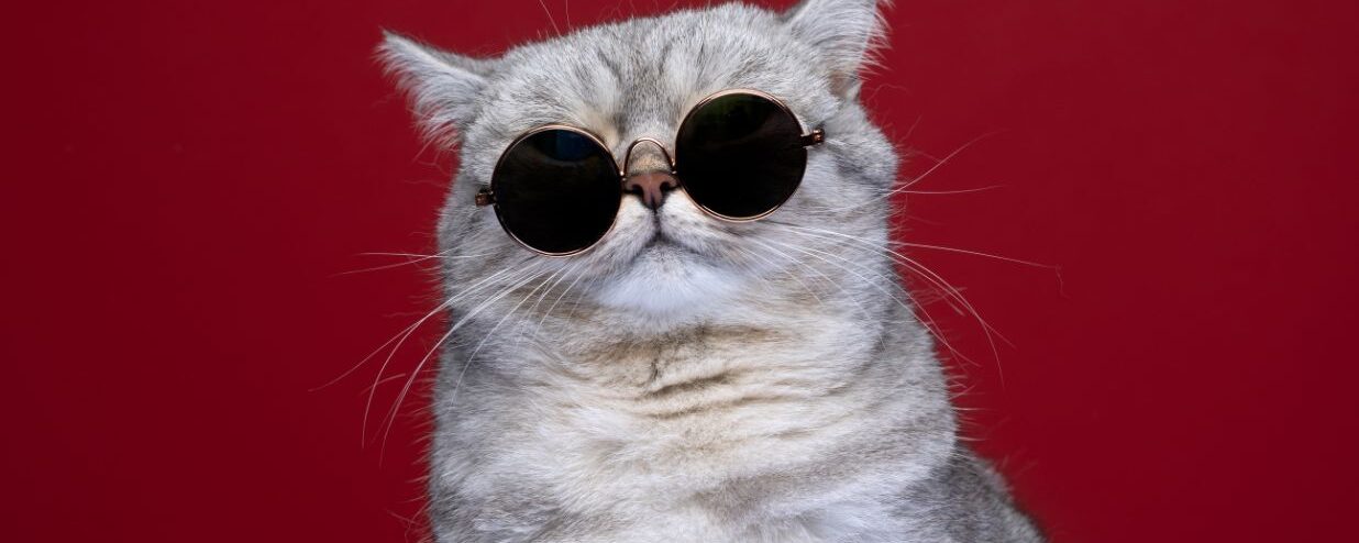 What is Kakkoi (かっこいい): Meaning, Use & Examples