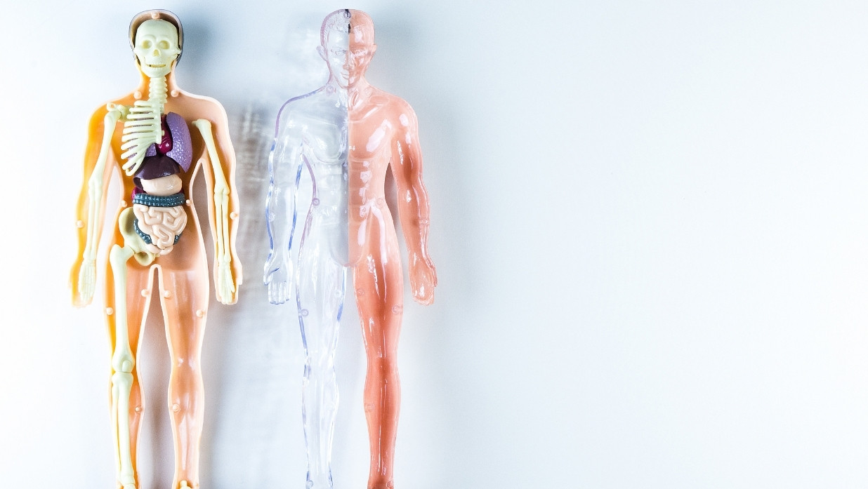 2 anatomy bodies.