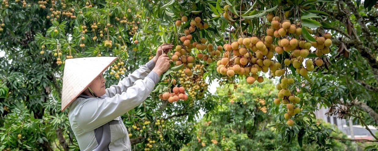 Orchards and Fruit Picking in Tokyo – How to Make a Reservation and Key Vocabulary