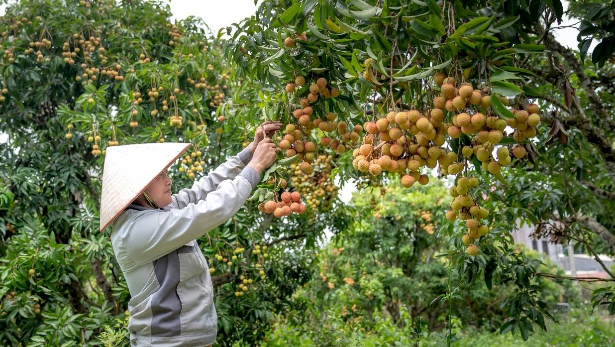 Person picking fruits outside.