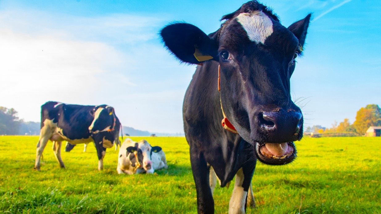 Cow's on some farm land. One really close mooing.