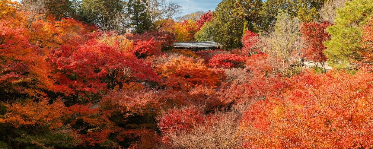 Best Spots to Admire Autumn Leaves in Japan: 2025 Guide