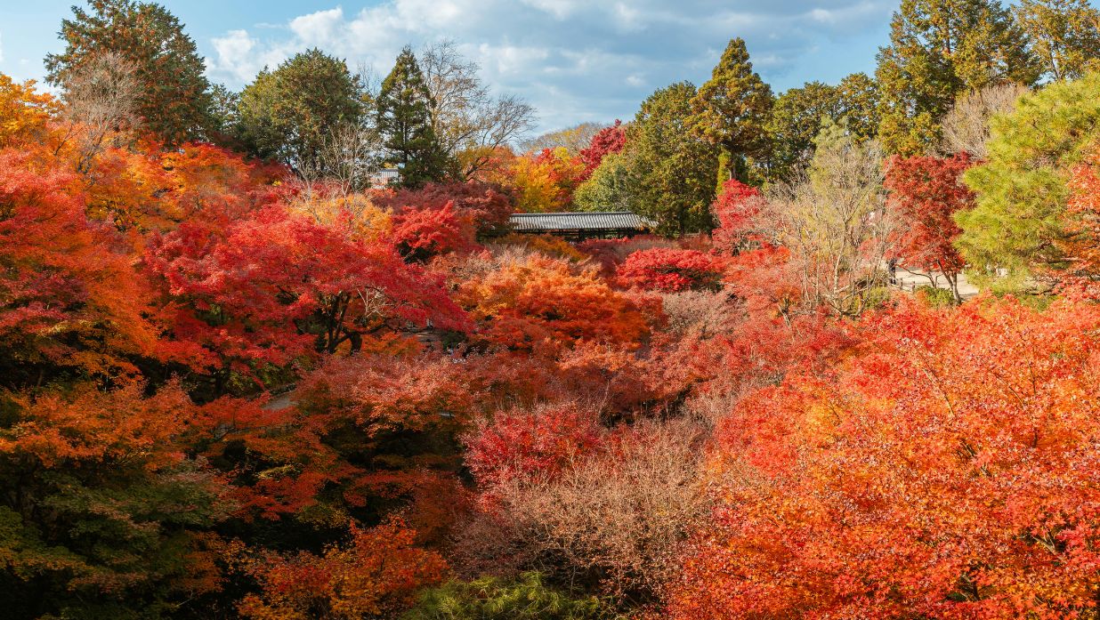 best places for autumn leves in japan