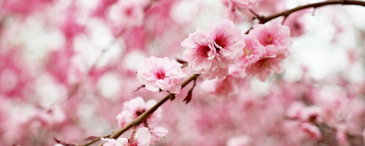 10 Best Places to See Cherry Blossoms in Tokyo