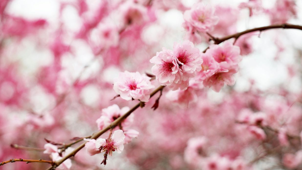 cherry blossom in japan