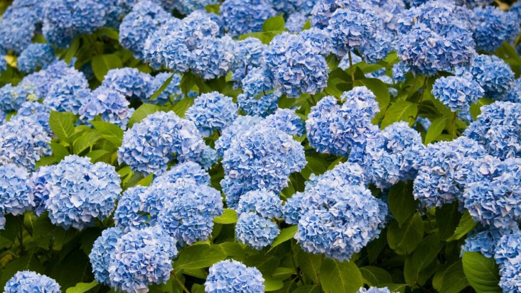 hydrangea flowers in tokyo