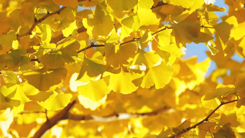 yellow ginkgo leaves in japan