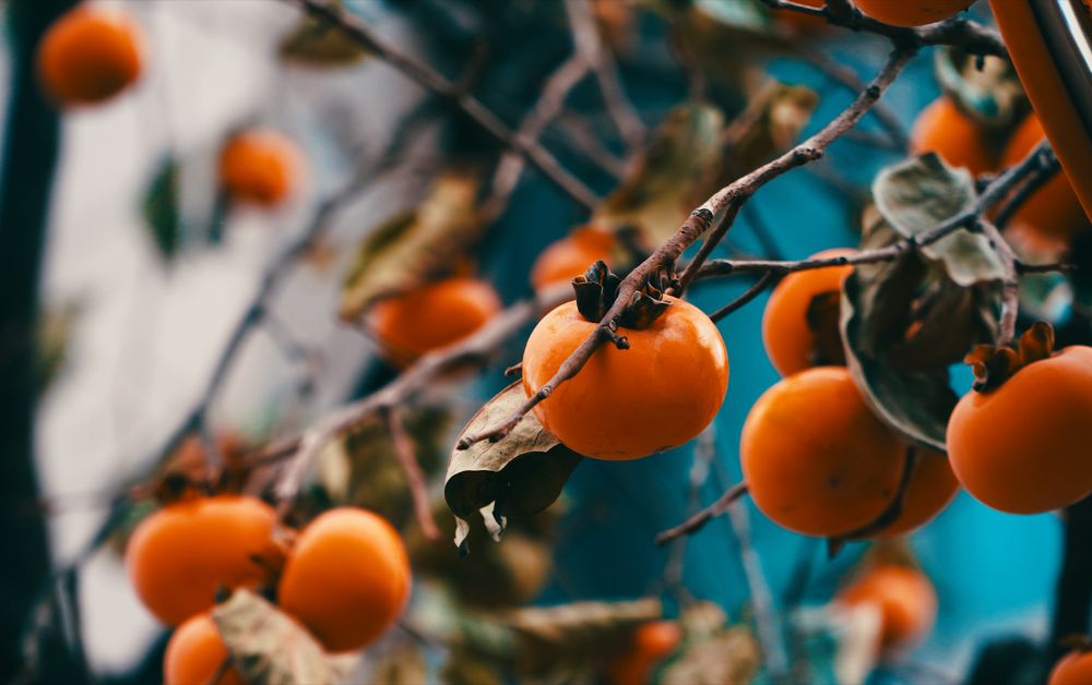 Persimmon, a popular fruit during fall season in Tokyo