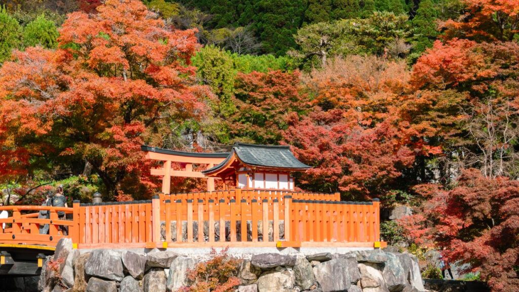red leaves momiji in japan