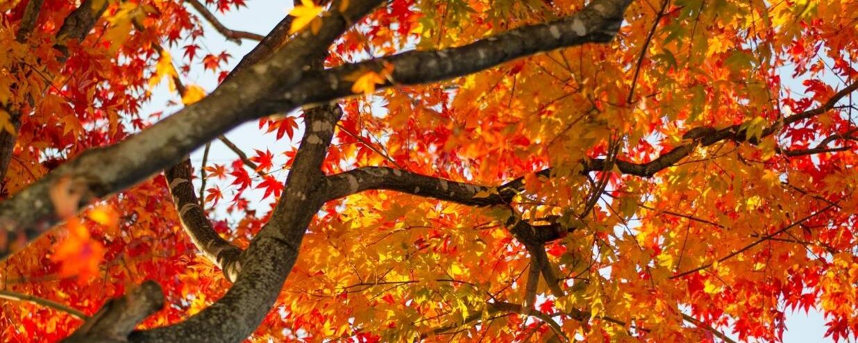 Japanese Autumn Vocabulary: Words for Fall, Food & Festivals