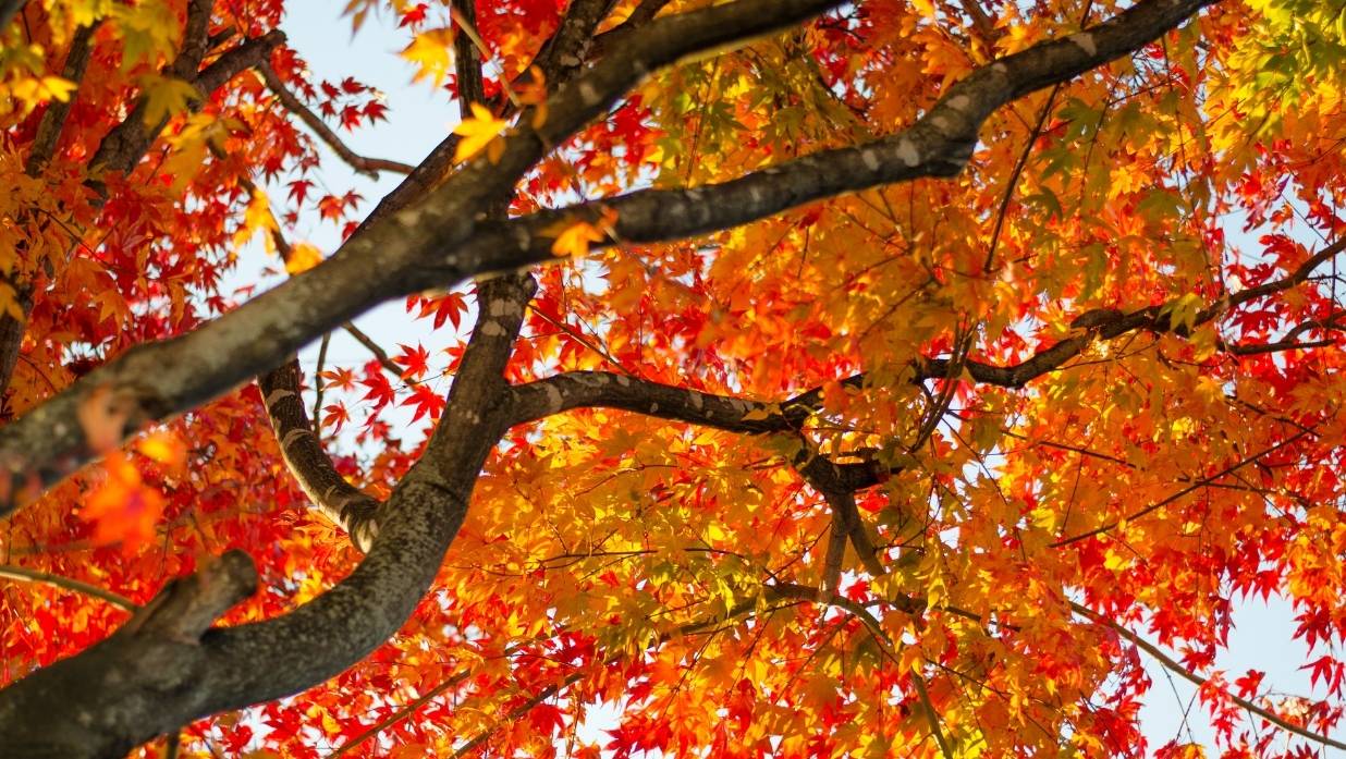 japanese autumn vocabulary
