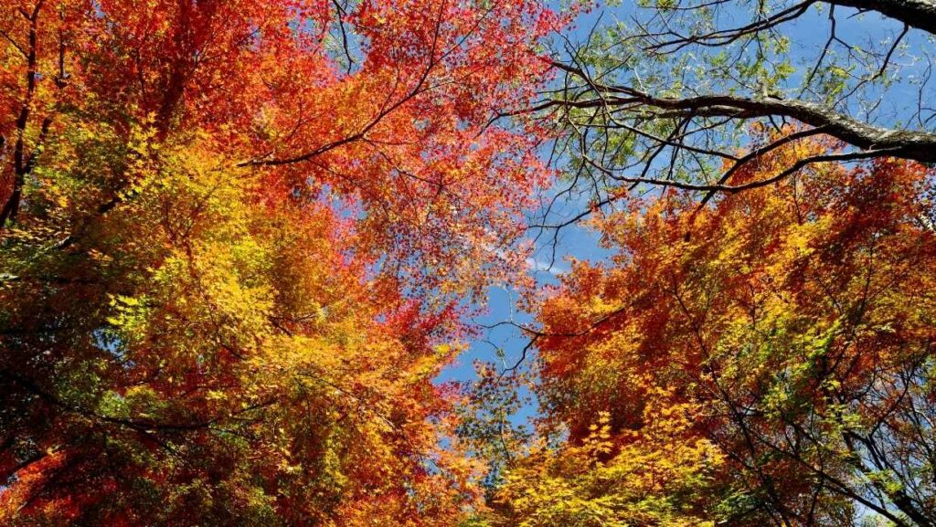 fall in japan