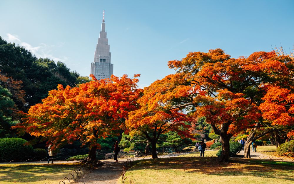 Autumn foliage in Shinjuku Koen, a popular place to visit during fall in Tokyo