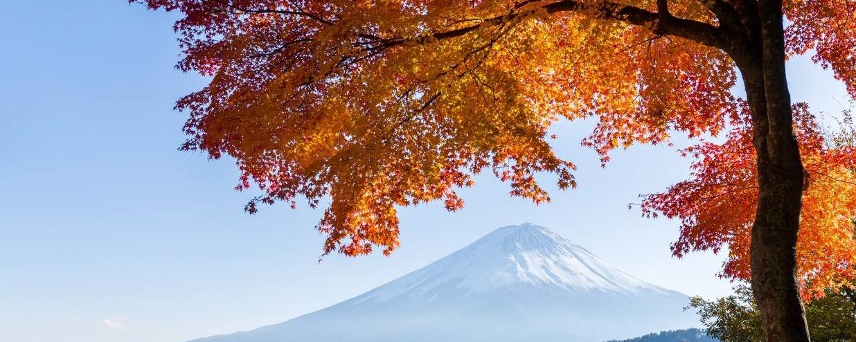 Tokyo Fall Guide: Things to Do During Autumn