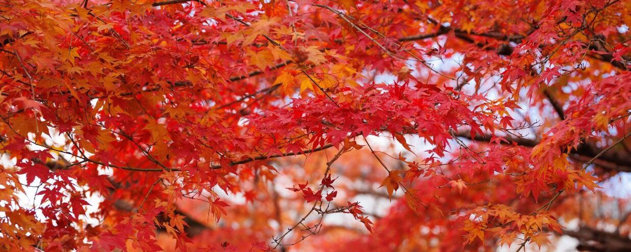 11 Best Places to See Autumn Leaves in Tokyo