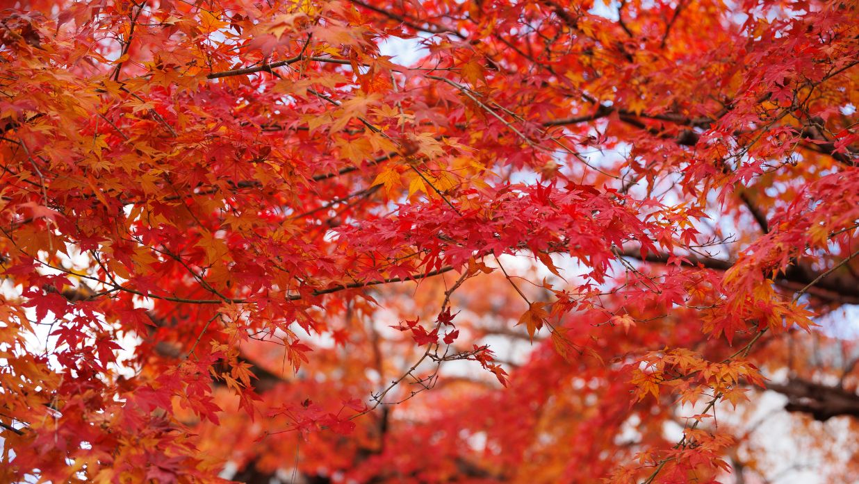 momiji in tokyo