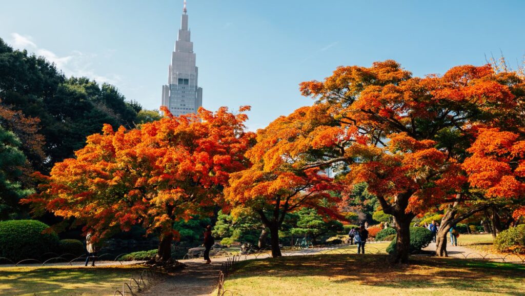 shinjuku gyoen national garden autumn leaves in tokyo