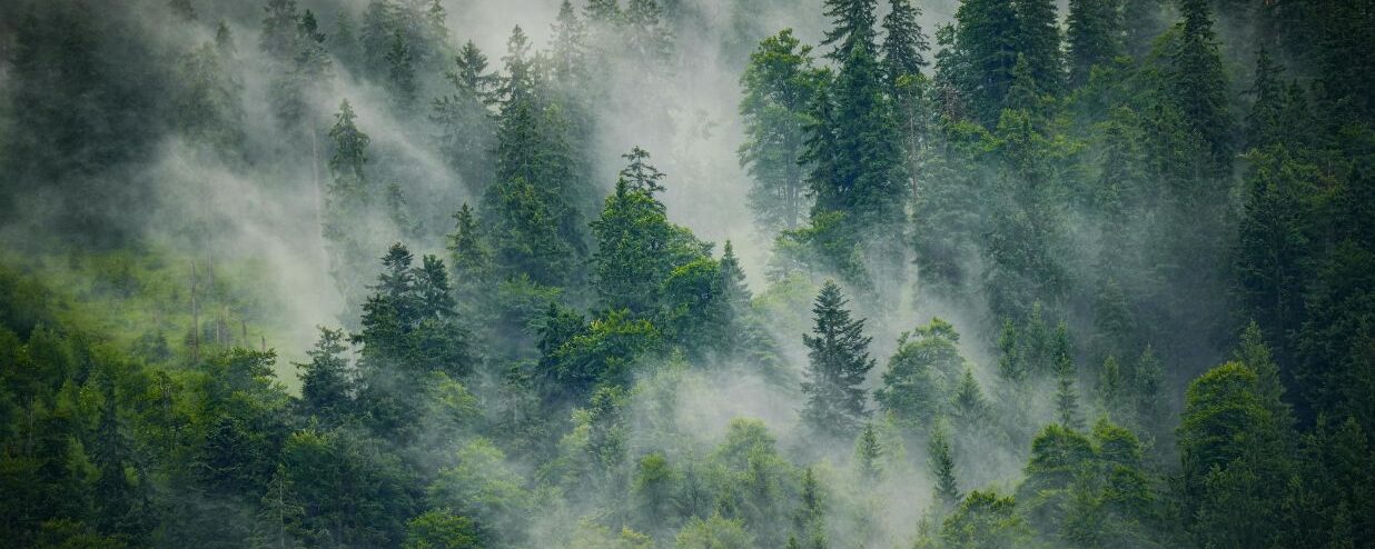 Hay Fever in Japan? 8 Proven Ways to Beat Kafunsho 