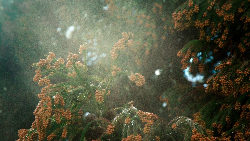 Cedar pollen which is the biggest contributor to hay fever in Japan