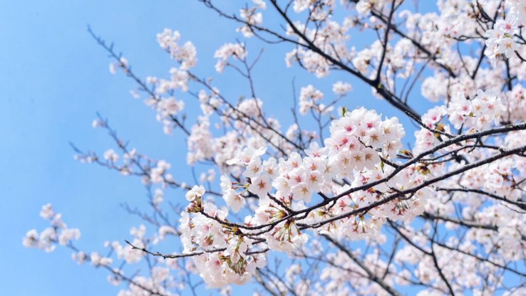 spring equinox in japan