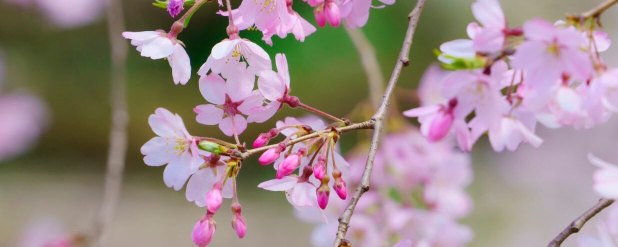 Cherry Blossom & Spring Vocabulary in Japanese