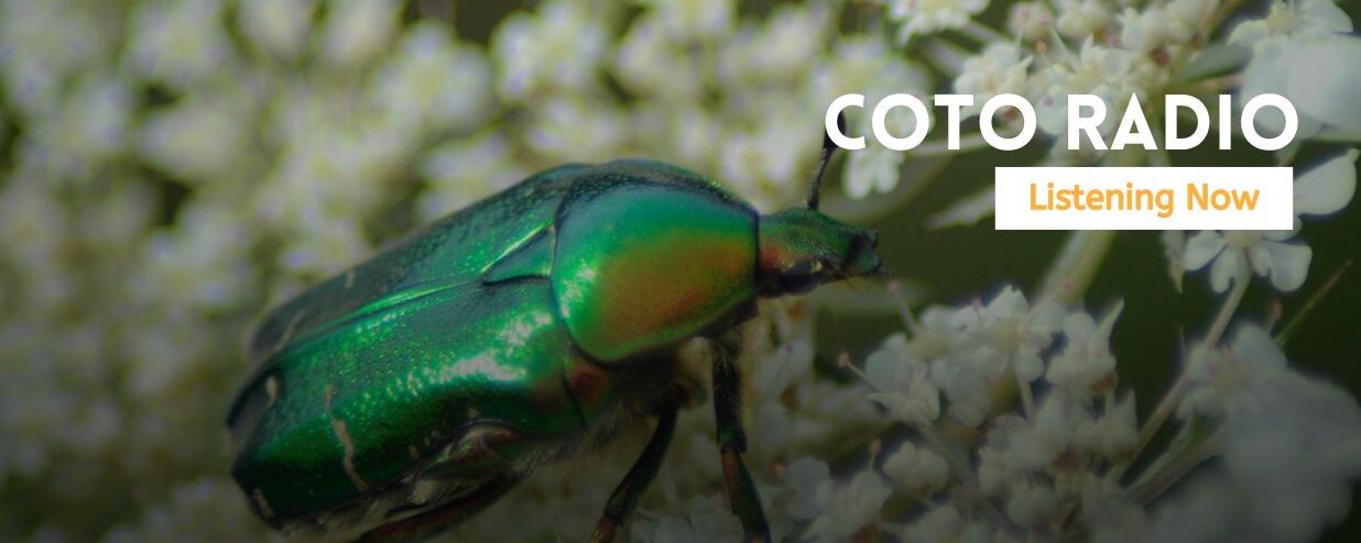 What Are the Voices of Insects? | Coto Radio